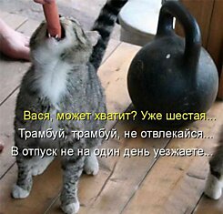 Классная котопятница