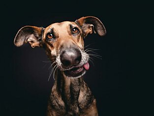 Игривые собачьи портреты