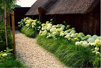 Какими декоративными травами украсить газон