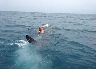 Плавание на китовой акуле