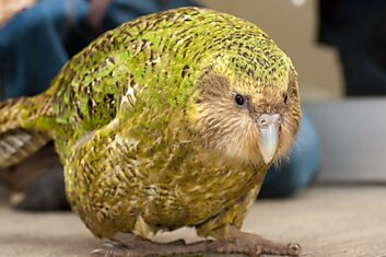 Какапо — сова-попугай, похожая на щенка