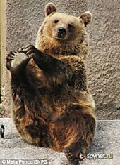Урок йоги от бурого медведя из зоопарка Финляндии (4 фото)