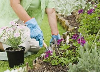 Посадка цветов в мае: полезные советы садоводам и календарь майских посадок