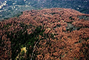 Засуха в Калифорнии поразила треть леса, умерло 102 млн деревьев