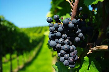 Как правильно пересаживать виноград