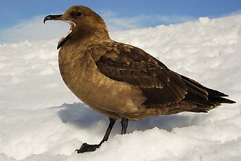 Видео: птицы Антарктики способны узнать конкретного человека