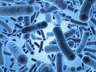Ученые из Калифорнийского университета поведали, почему от бактерий и вирусов никуда не деться