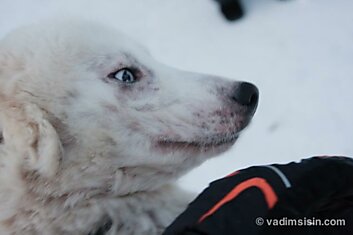 Собачья ферма в Рованиеми!