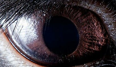 Глаза животных и рыб