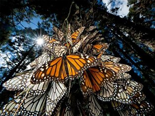 Миграция бабочек данаида монарх
