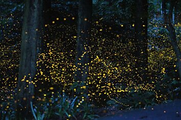 5 биолюминесцентных живых организмов, которые освещают мир