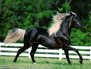 Лошадки обойные, красивые