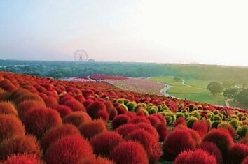 Рассветная страна цветов «Hitachi Seaside Park»