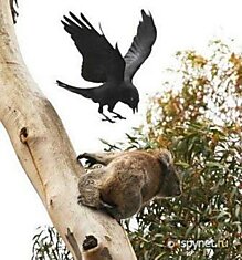 Орел против коалы (5 фото)