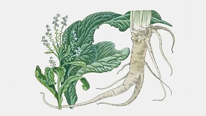 Листья хрена: уникальные лечебные свойства и рецепты