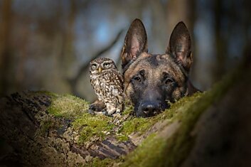 Собака и сова, которые не могут жить друг без друга