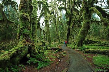 Hoh Rain Forest, национальный парк Олимпик, США.