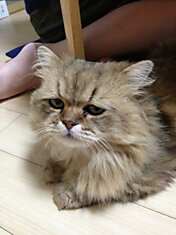 Фу-Чан - трехлетний кот породы золотая шиншилла