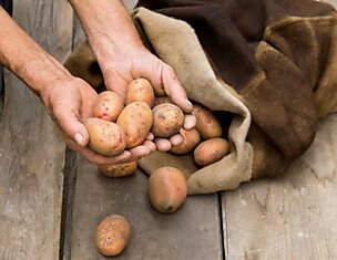 Полкилограмма молодого картофеля и пучок укропа… Главное — залей всё бульоном!