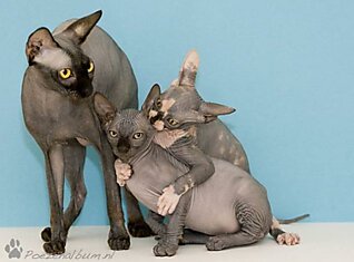Лысые кошки сфинксы (20 фото)