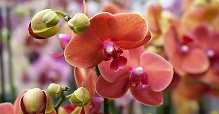 Как простимулировать цветение орхидеи