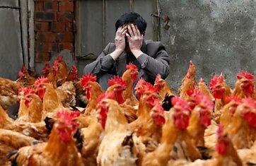 В Японии зафиксирована вспышка птичьего гриппа