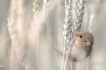 Лучшие фотографии Wildlife Photographer 2013