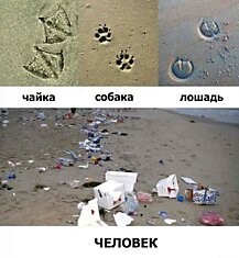 Следы разных животных на песке