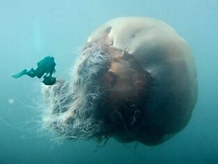 Самая крупная медуза Мирового океана.
