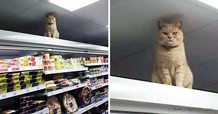 Сколько бы ни пытались этого кота выставить за дверь, он снова оказывается в магазине