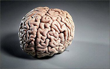6 странных теорий о происхождении человеческого интеллекта