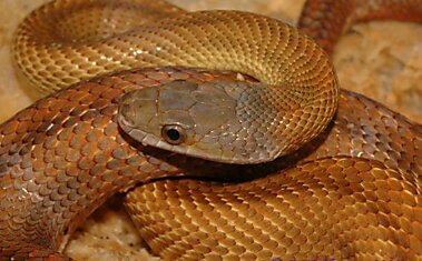 Самые красивые змеи планеты