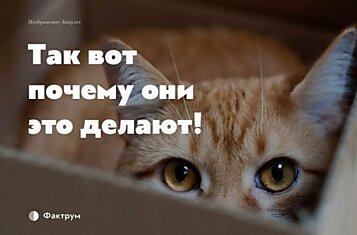 10 странных привычек домашних животных, которые ставят нас в тупик