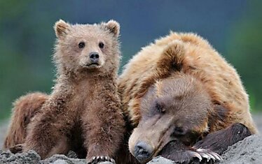 Интересные факты о медведях
