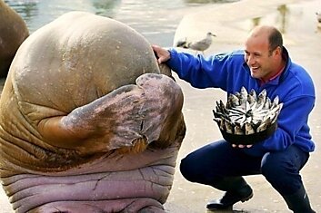 Морж скрывает свое лицо в смущении, когда  человек дарит ему пирог, сделанный полностью из рыбы.