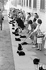 Фотографии с кастинга черных котов прошедшего в Голливуде в 1961 году.