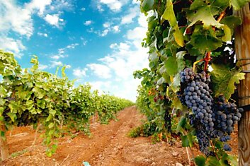 Принципы защиты винограда от вредителей