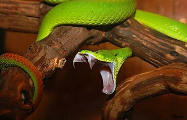 Что и как кушают змеи (12 фотографий)