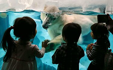 Белый медведь общается с детьми сквозь стекло в зоопарке Уэно в Токио.