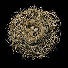 Птичьи гнезда в фотопроекте Шэрон  Билс (Sharon Beals)