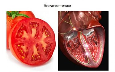 Схожесть продуктов и органов человеческого тела