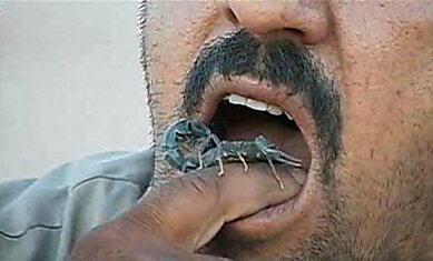 Поедание живых скорпионов