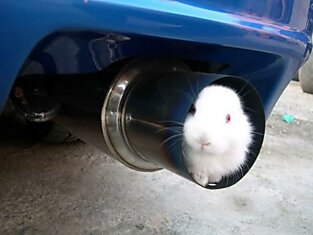 Кролик в трубе автомобиля