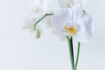 Орхидеи прут как на дрожжах, волшебный пинок для новых листьев и корней