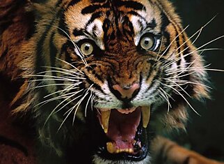 Тигры — великолепные существа