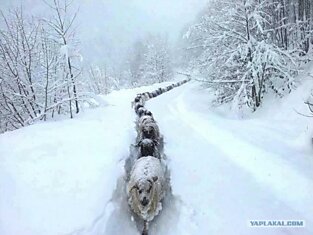 Караван в снегу