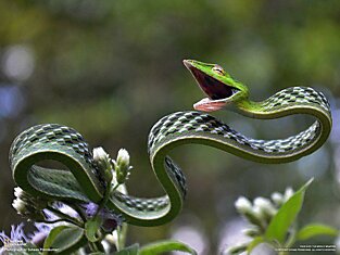Одна из самых красивых змей — ядовитая змея, найденная в Индии