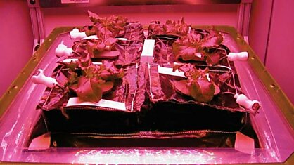 На МКС высадили первые семена красного салата