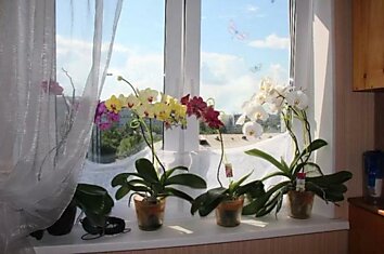 В каких случаях орхидею стоит вынести в подъезд