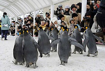 Асахияма. Пингвины на параде